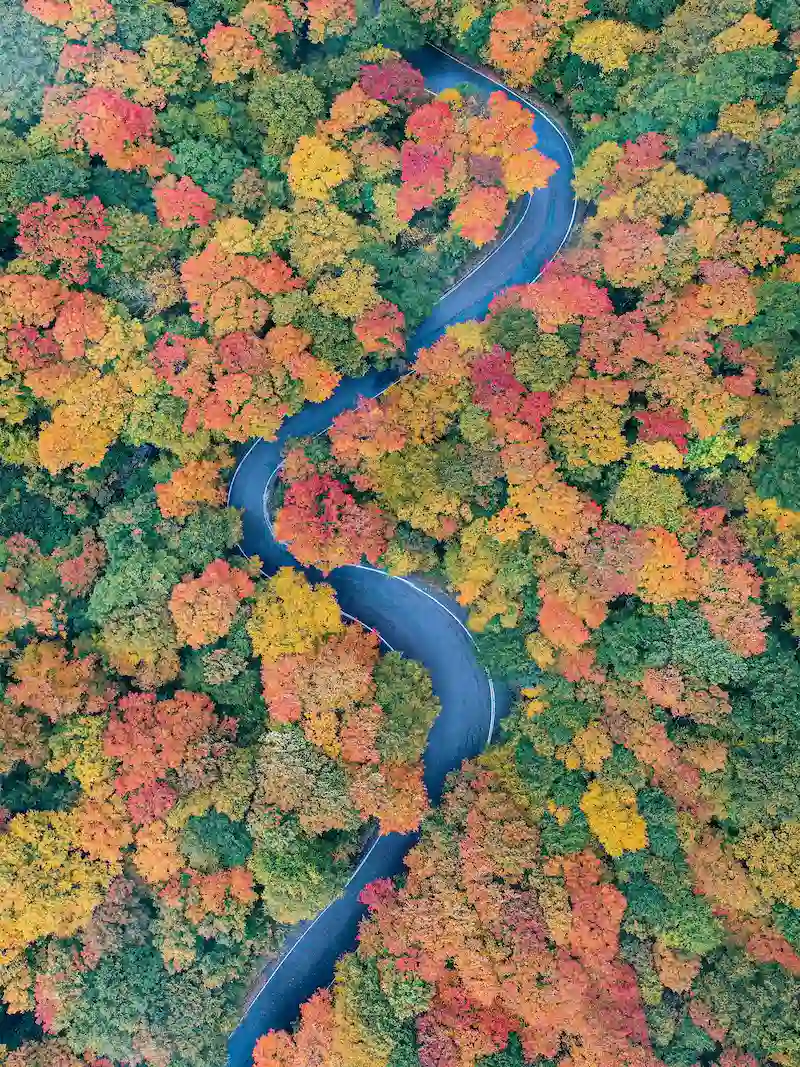 aerial view of a sustainable roadway surrounded by vibrant autumn trees